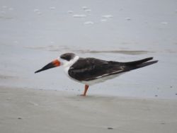 Black Skimmer